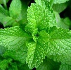 Peppermint Oil & Chamomile Oil Balm