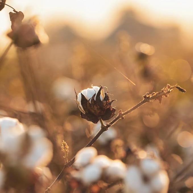 Organyc organic cotton balls, 100