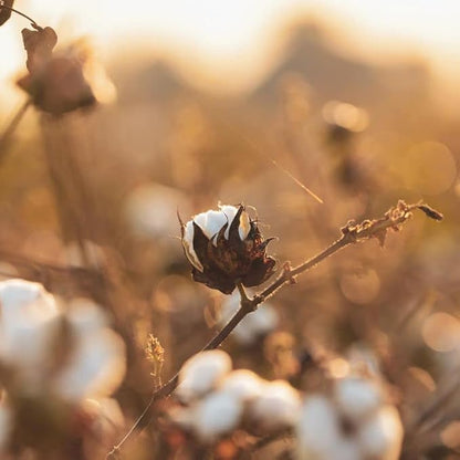 Organyc 100% organic cotton balls