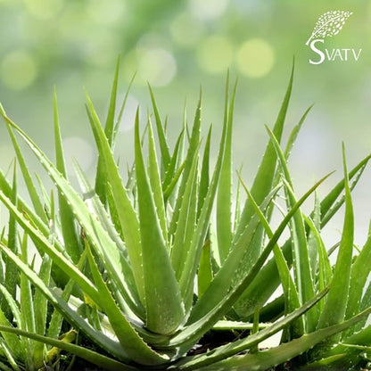 SVATV Papaya Aloe Vera Gel | Wrinkle reduction | Exfoliate the Skin | Helps in Skin Problems | Paraben & Sulfate Free - 200g | 7.05 Oz | 0.44 Lbs