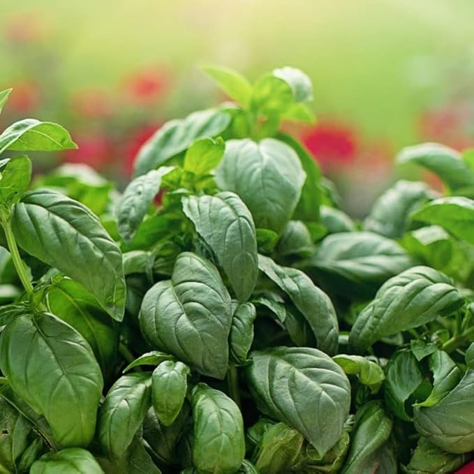 Natural Lip Balm, Perioral Dermatitis Treatment, Herbal