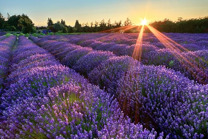 Organic Miracle Body Balm, Lavender, 2 Fluid